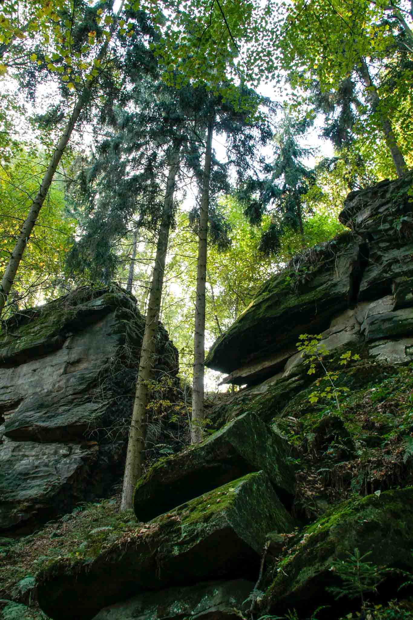 07-malerweg-sandstone-rock-formations-in-forrest