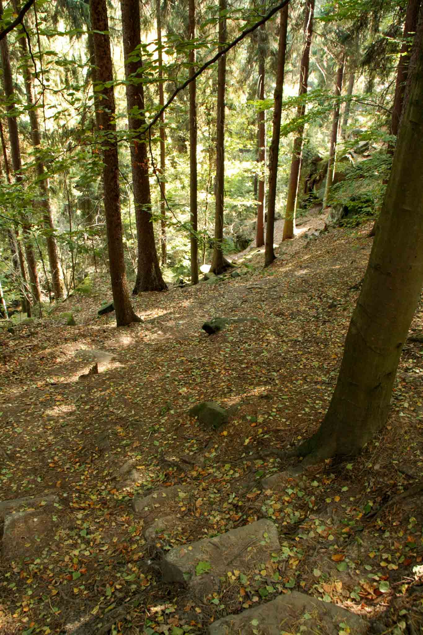 08-malerweg-forrest