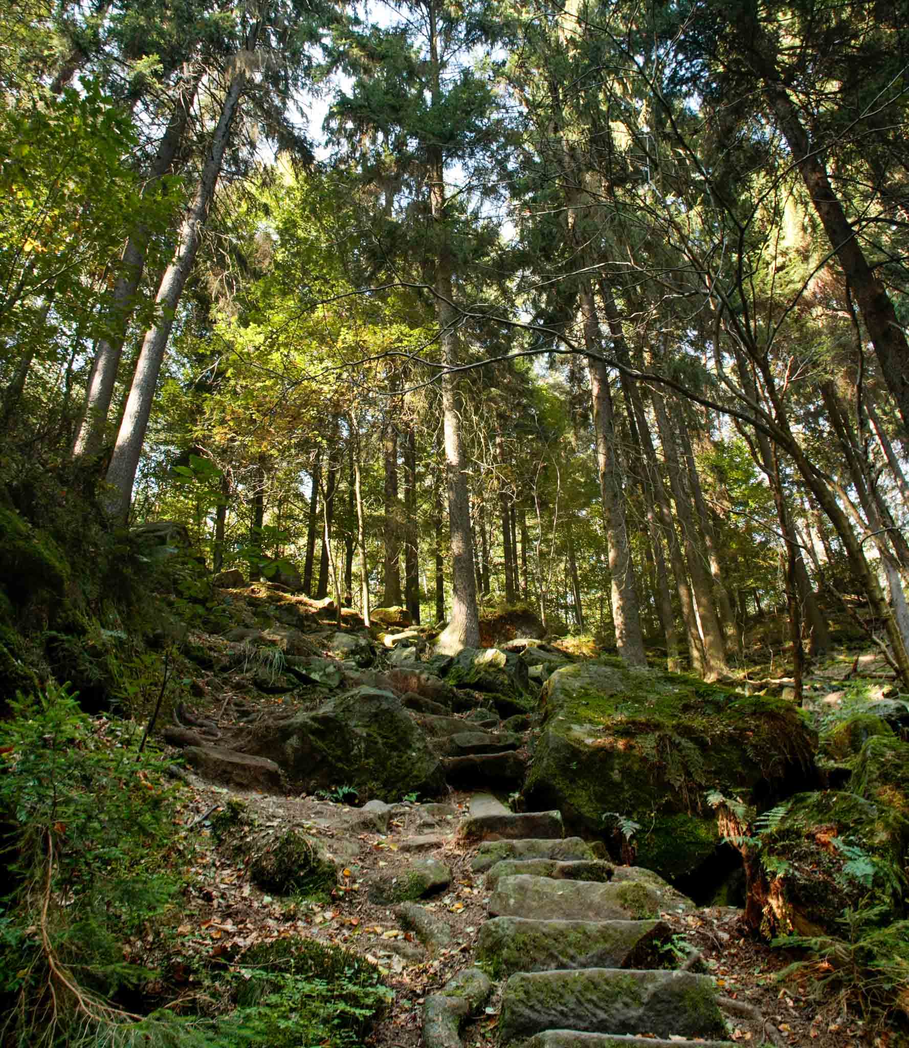 09-malerweg-manmade-boulder-stepps-in-forrest