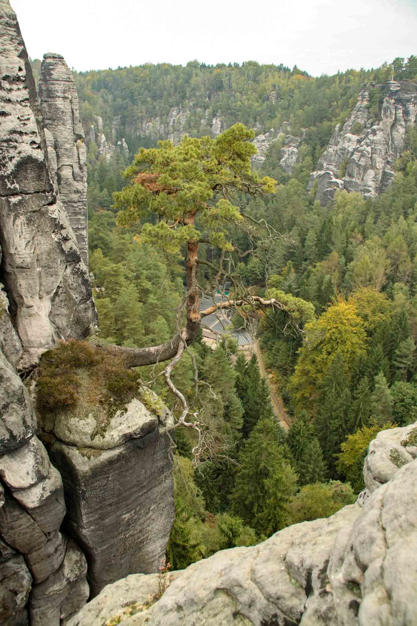day 2 - Bastei Brücke, a tree growing on a rocke outcrock ledge