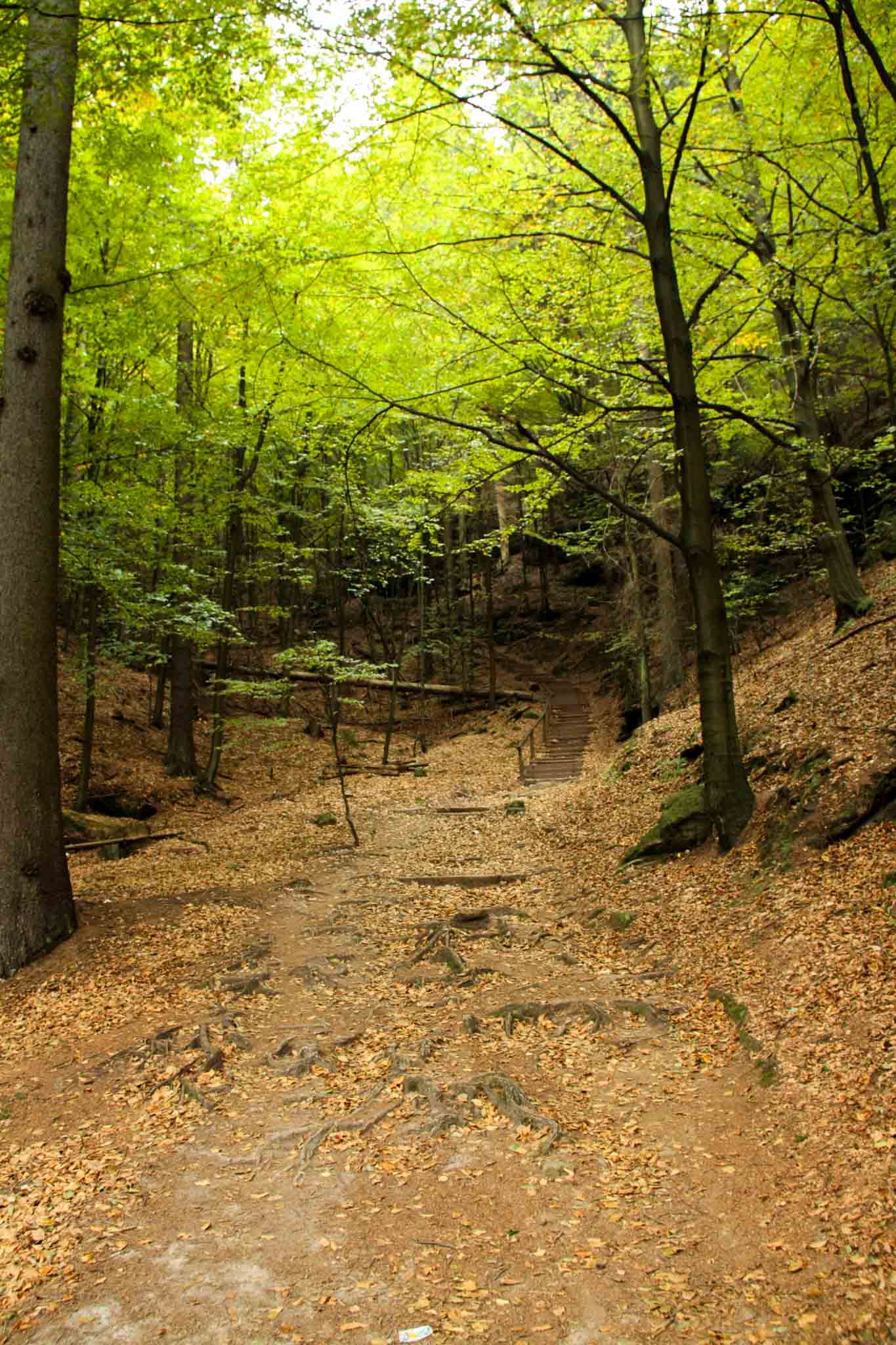 day 2 - lehrpfad hohenstein, forrest trail