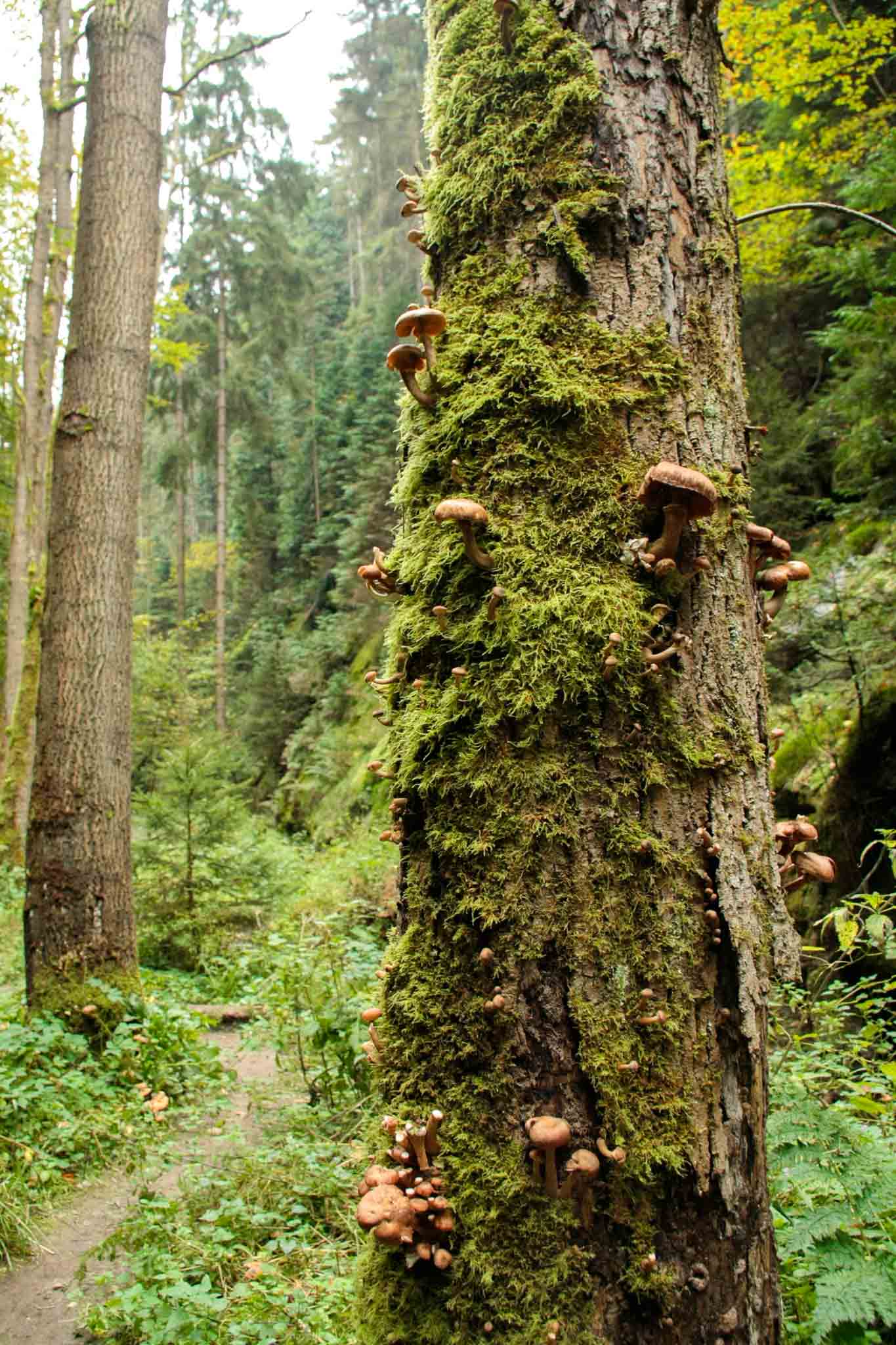 day 2 - lehrpfad hohenstein, mushrooms and lichen on a tree