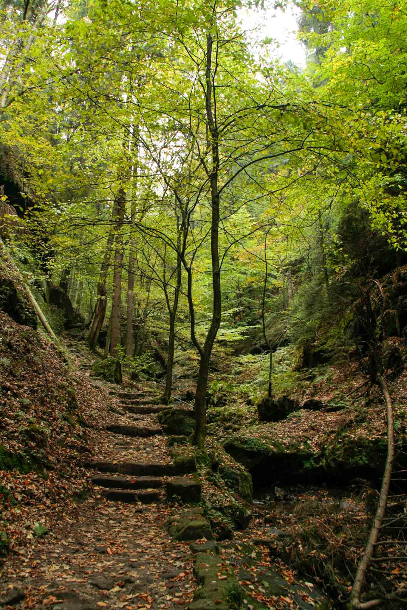 day 2 - lehrpfad hohenstein, forrest trail