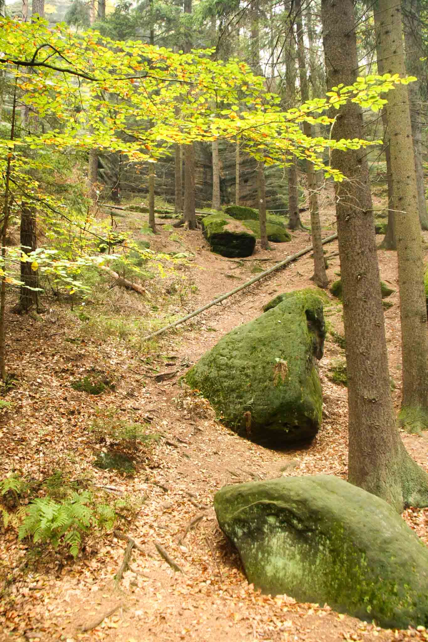 Malerweg Day 3 — in the forrest