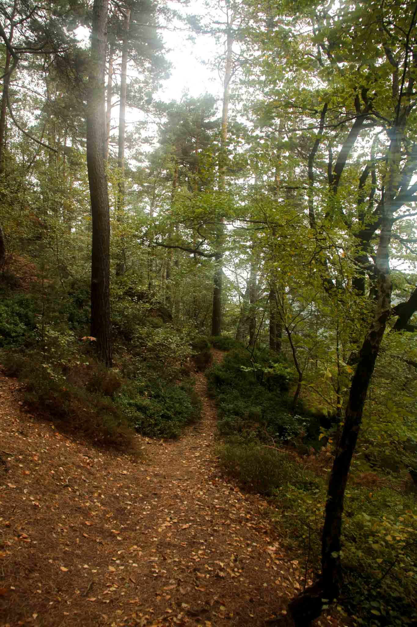 Malerweg Day 3 — forrest trail
