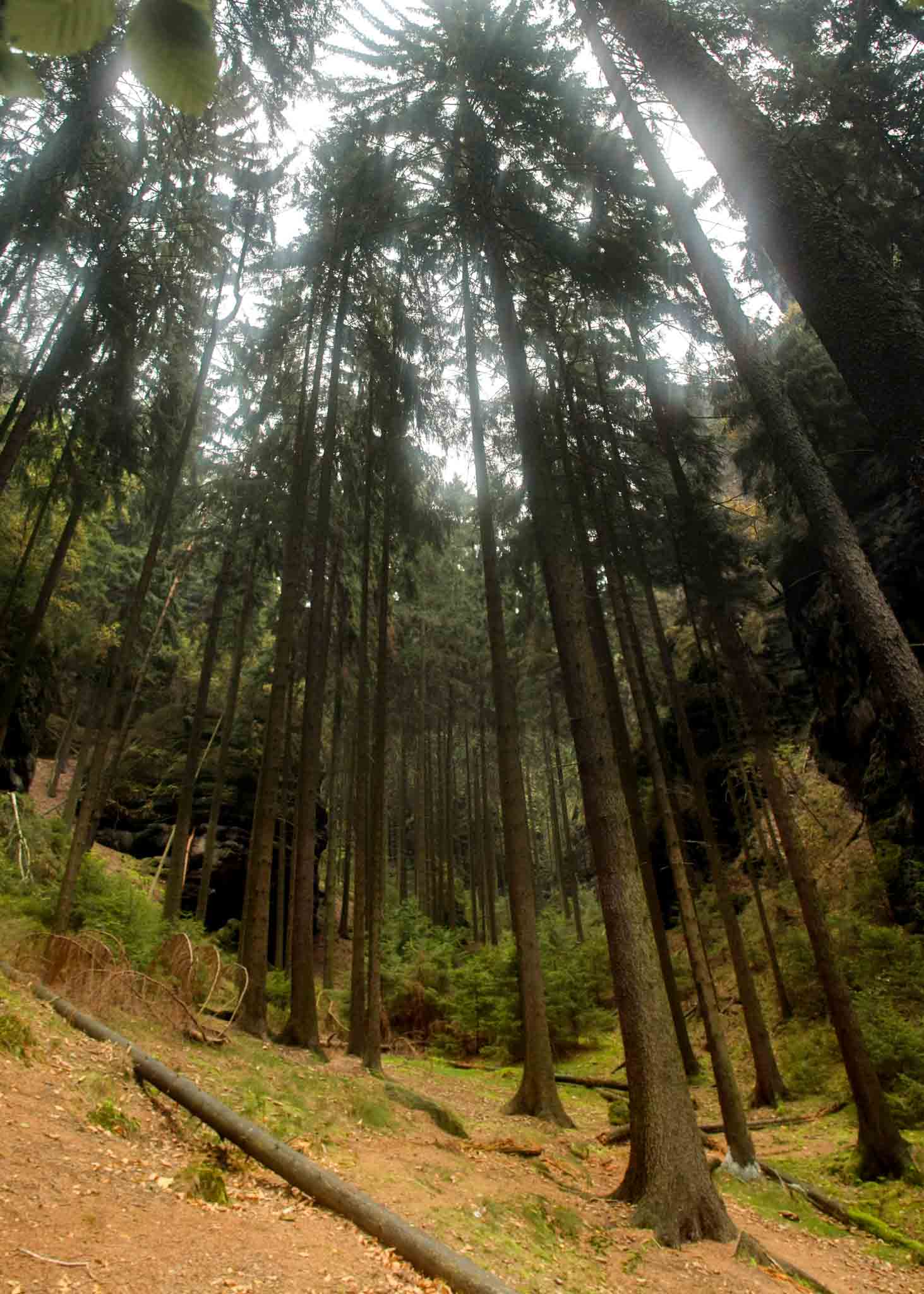 Malerweg Day 3 — forrest, tall trees