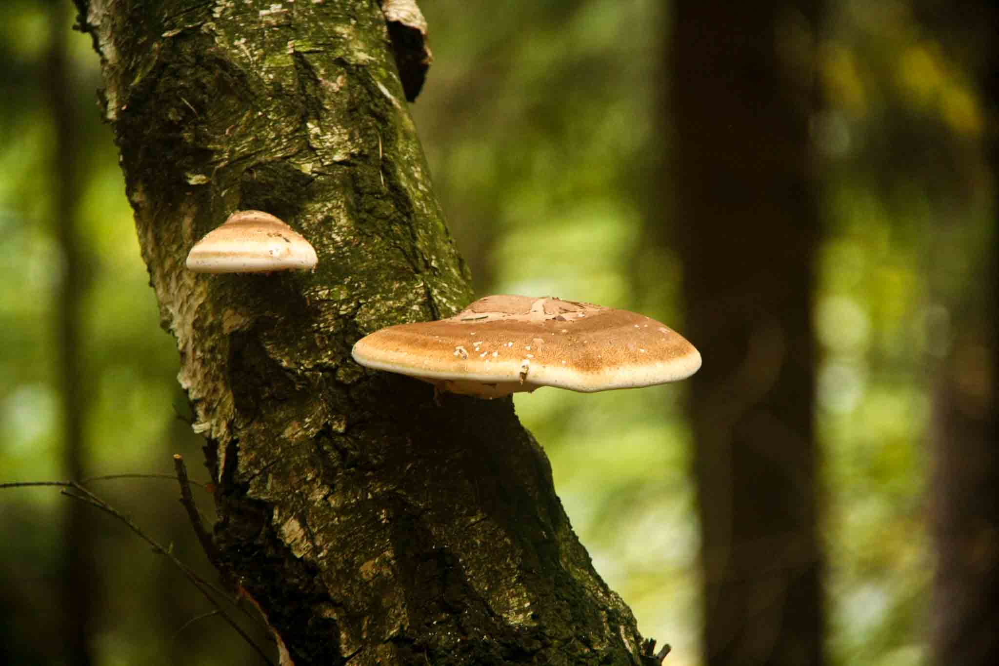 Malerweg Day 3 — mushrooms and lichen