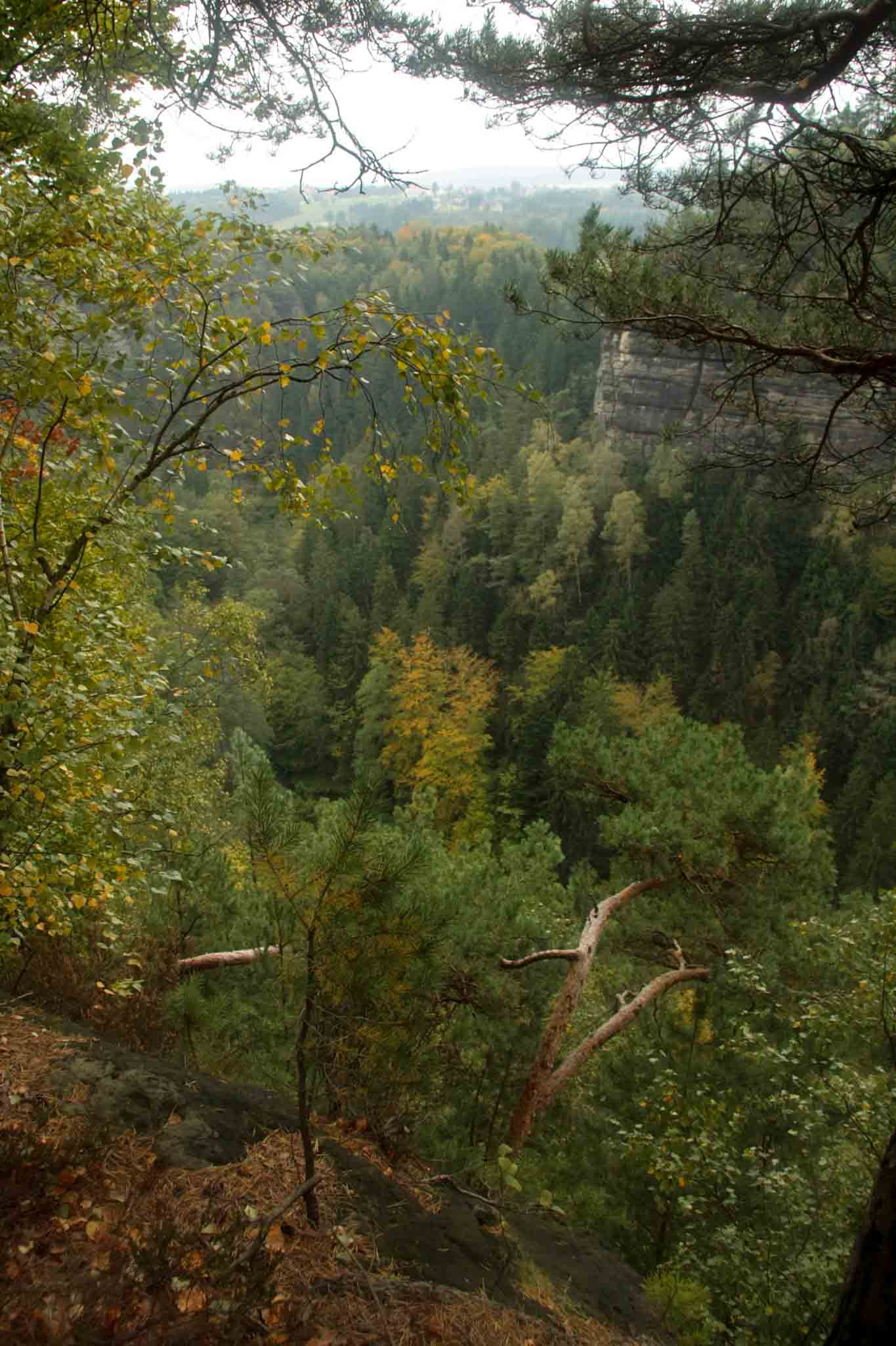 Malerweg Day 3 — view over the forrest