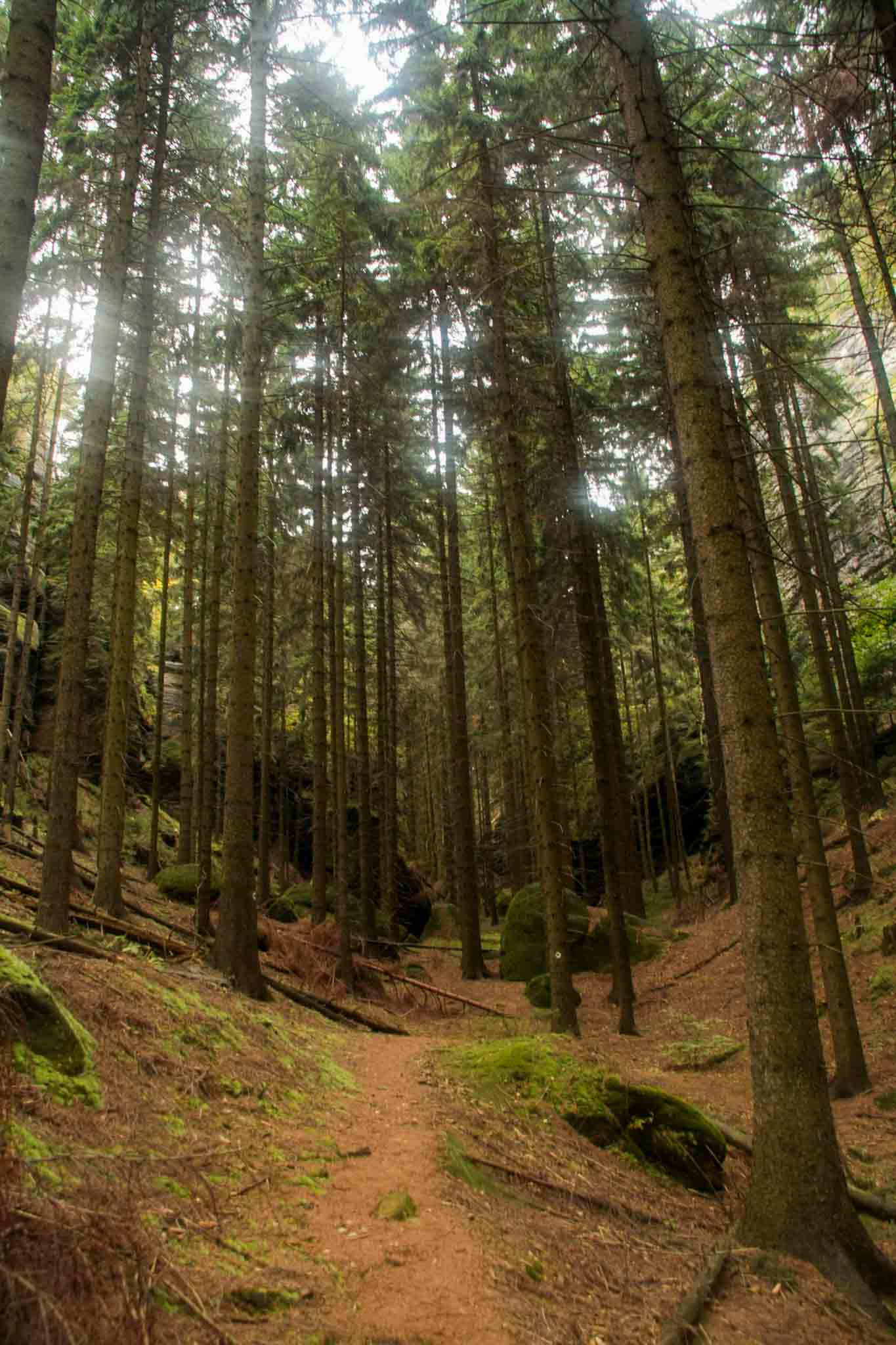 Malerweg Day 3 — trail through tall trees